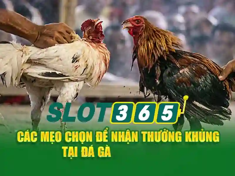 Slot365 – Nền tảng chơi slot trực tuyến nổi bật