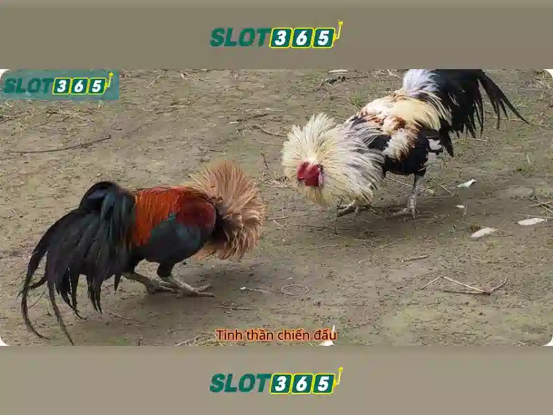 Slot365 - Đánh giá nền tảng chơi xèng trực tuyến