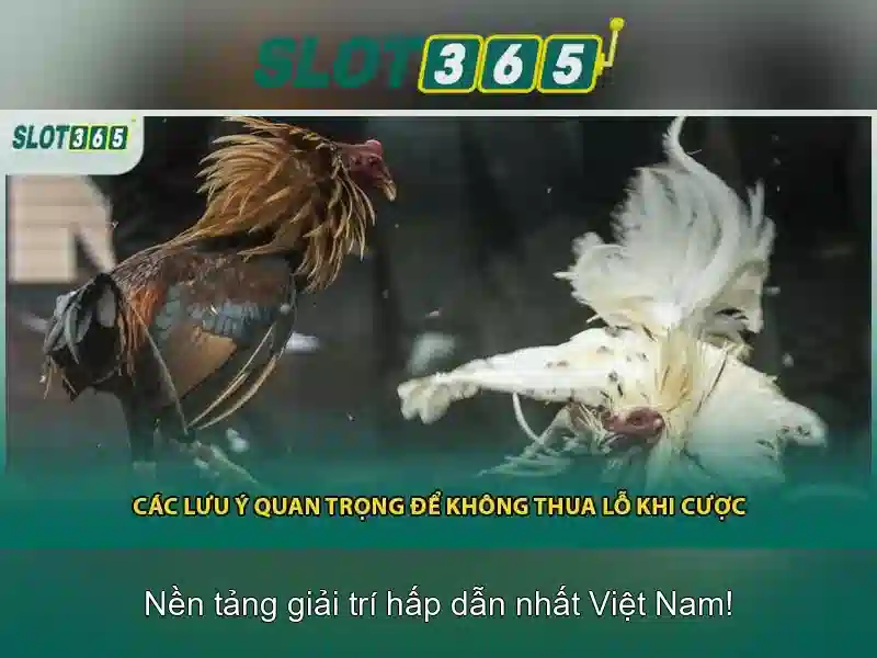 Slot365 – Nền tảng quay số trực tuyến hàng đầu