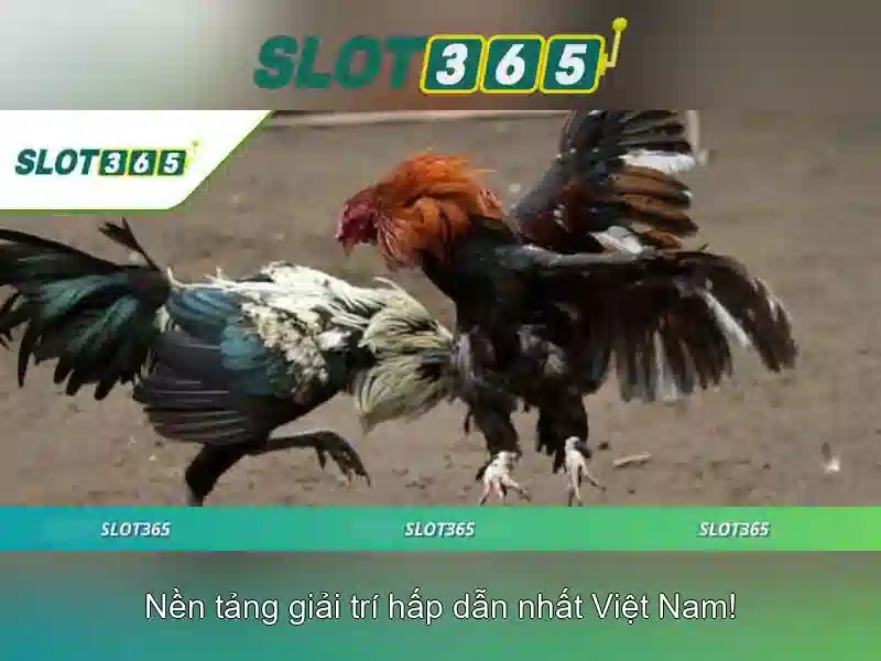 Khuyến mãi và điều kiện cược